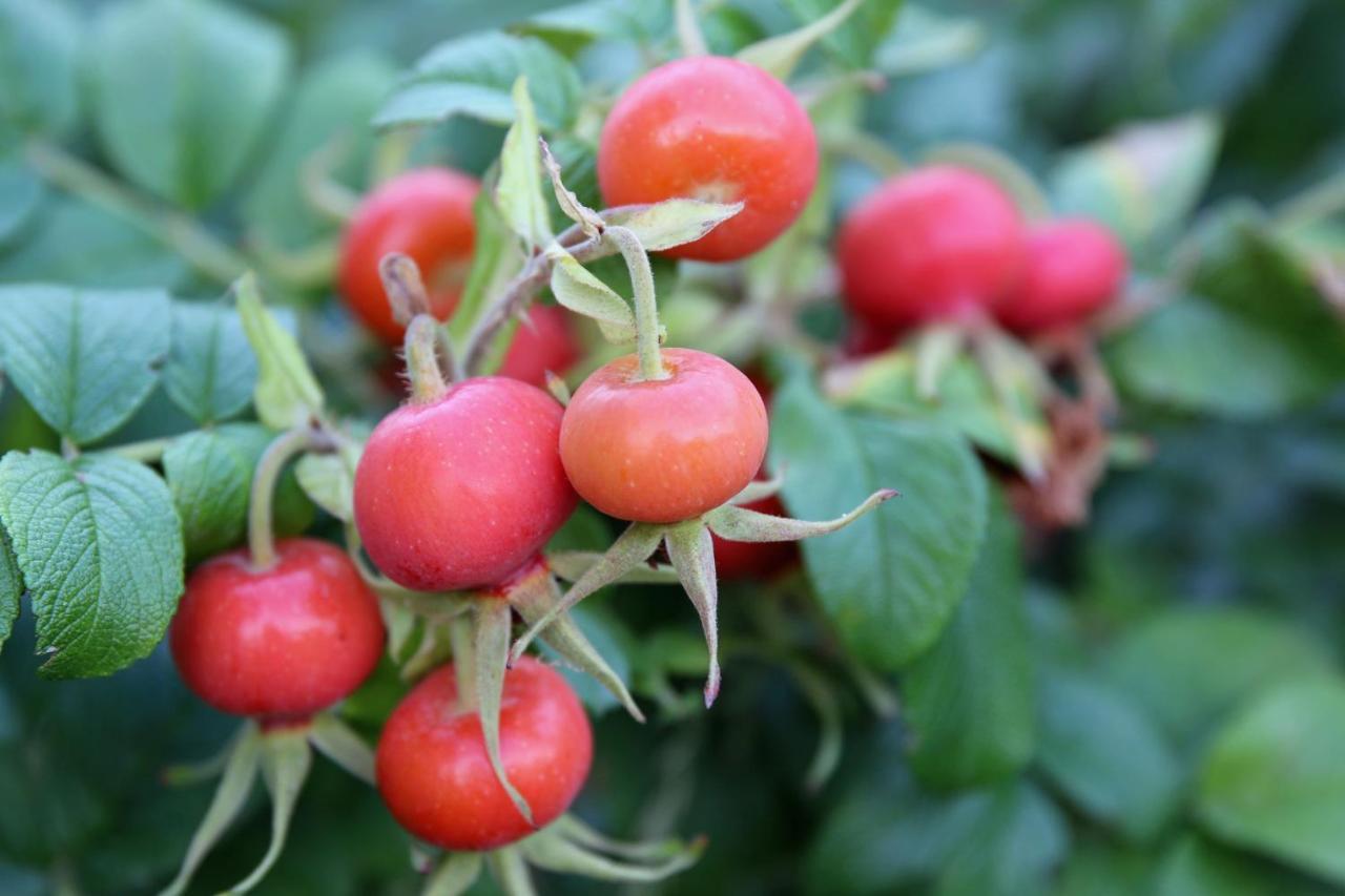 Natuurlijk Genieten Bemmel エクステリア 写真